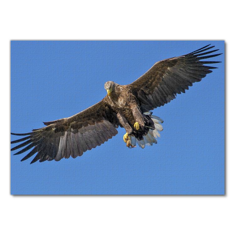 Produktbild: Lais Puzzle Adler 1000 Teile