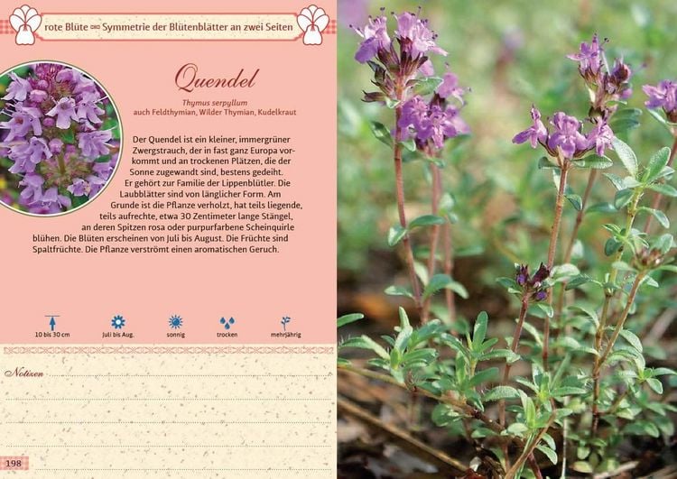 Produktbild: Mein Wildkr&auml;uterf&uuml;hrer. &Uuml;ber 150 Wildpflanzen sammeln, erkennen & bestimmen.