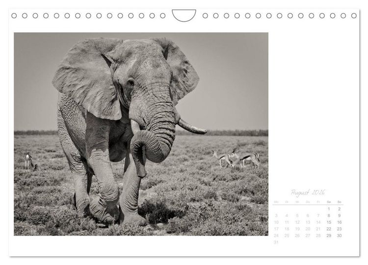 Produktbild: Elefanten in Etosha (Wandkalender 2026 DIN A4 quer), CALVENDO Monatskalender