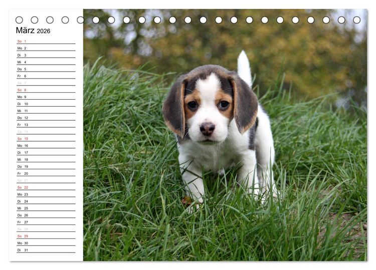 Produktbild: DER BEAGLEige TERMINPLANER (Tischkalender 2026 DIN A5 quer), CALVENDO Monatskalender