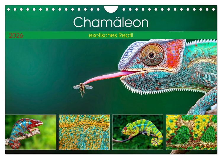 Produktbild: Cham&auml;leon - exotisches Reptil (Wandkalender 2026 DIN A4 quer), CALVENDO Monatskalender