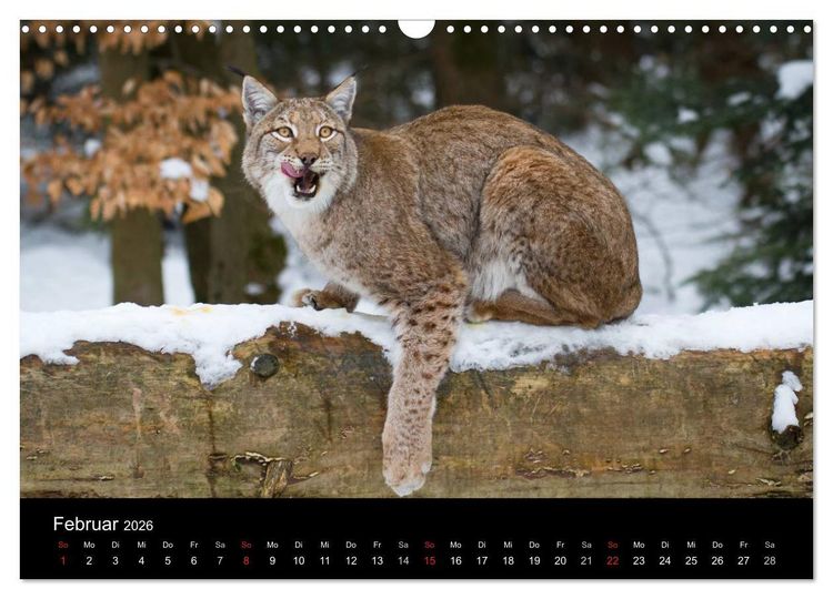 Produktbild: Luchse - Europas gr&ouml;&szlig;te Katzen (Wandkalender 2026 DIN A3 quer), CALVENDO Monatskalender