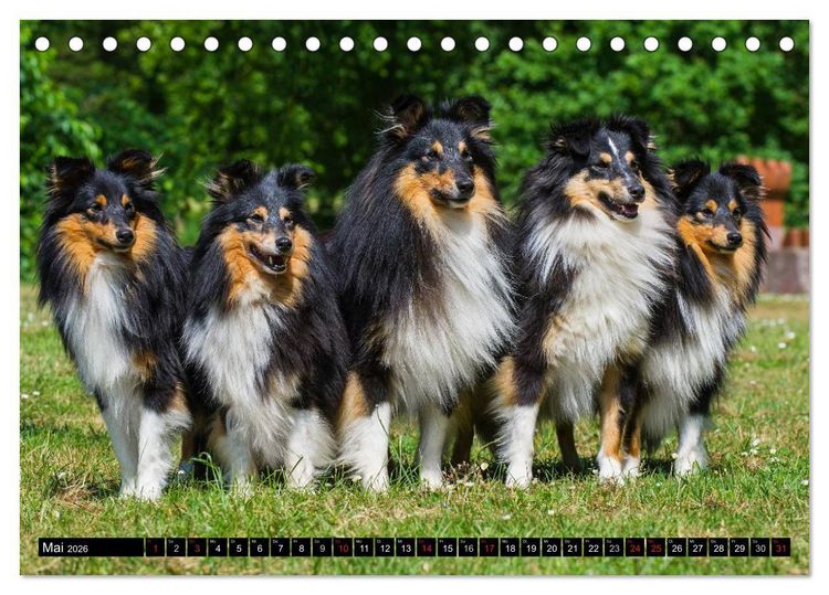Produktbild: Traumhund Sheltie (Tischkalender 2026 DIN A5 quer), CALVENDO Monatskalender