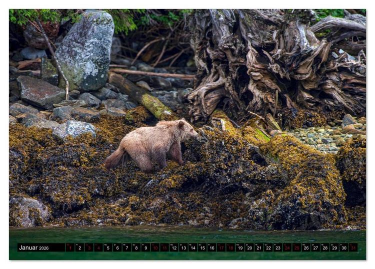 Produktbild: Grizzlys und Geisterb&auml;ren - Glendale Cove, Kanada (Tischkalender 2026 DIN A5 quer), CALVENDO Monatskalender