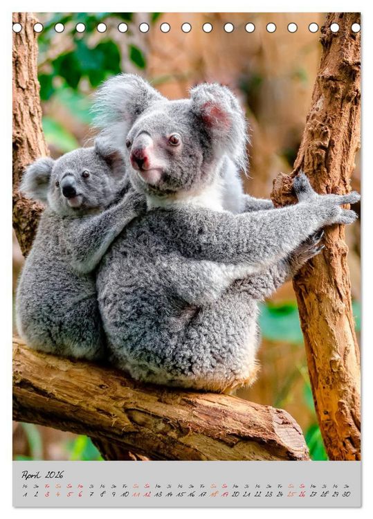 Produktbild: Koala, kleiner B&auml;r (Tischkalender 2026 DIN A5 hoch), CALVENDO Monatskalender