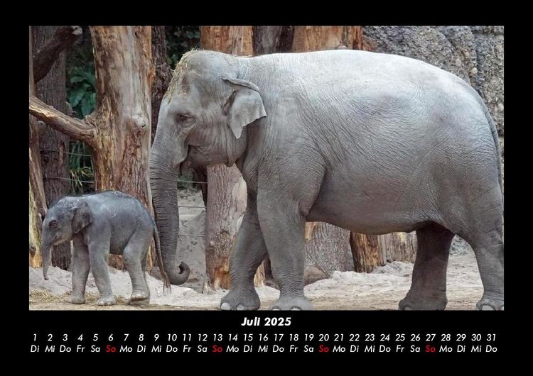 Produktbild: Elefanten - Die sanften Riesen Afrikas 2025 Fotokalender DIN A3