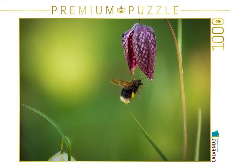 Produktbild: CALVENDO Puzzle Rendez-Vous mit einer Schachbrettblume | 1000 Teile Lege-Gr&ouml;&szlig;e 64x48cm Foto-Puzzle f&uuml;r gl&uuml;ckliche Stunden