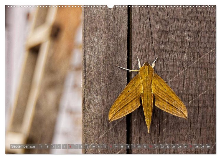 Produktbild: Colombia / UK-Version (High Quality Premium Wall Calendar 2026 DIN A2 landscape),CALVENDO 12 Month Wall Calendar