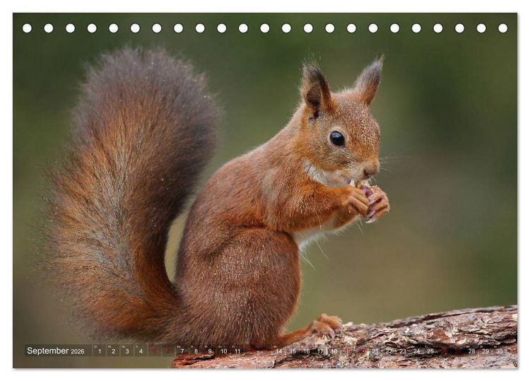 Produktbild: Eichh&ouml;rnchen in zauberhaften Posen (Tischkalender 2026 DIN A5 quer), CALVENDO Monatskalender