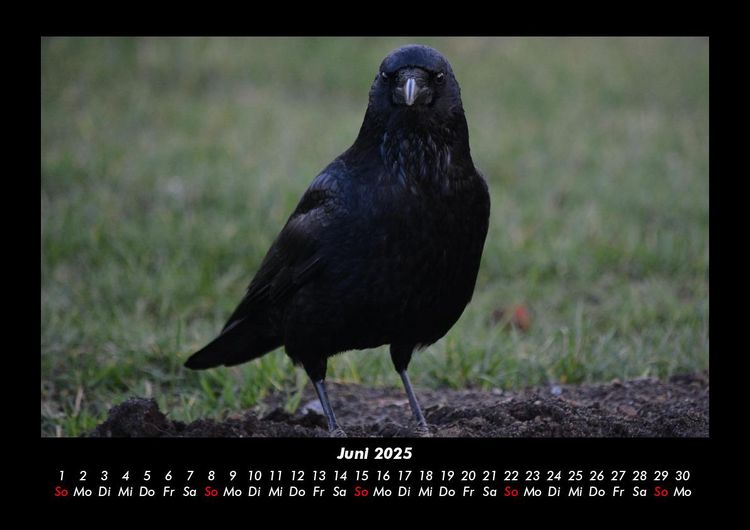 Produktbild: Vogelparadies 2025 Fotokalender DIN A3
