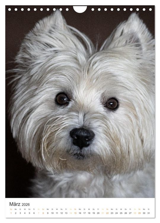 Produktbild: Der Westie - Portrait eines West Highland White Terriers (Wandkalender 2026 DIN A4 hoch), CALVENDO Monatskalender