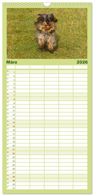 Produktbild: Familienplaner 2026 - Der Zwergrauhaardackel - Eigensinnig und Liebenswert mit 5 Spalten (Wandkalender, 21 x 45 cm) CALVENDO