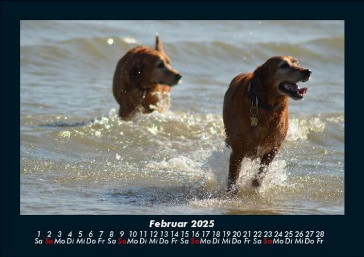 Produktbild: Der Hundekalender 2025 Fotokalender DIN A5