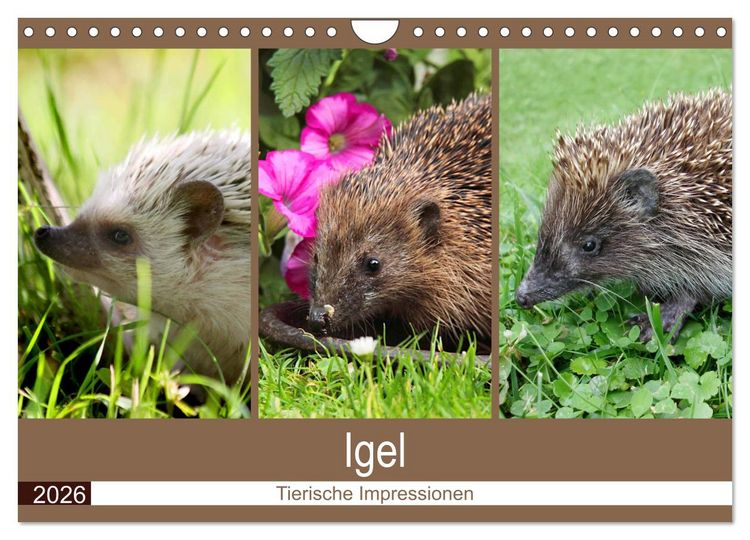 Produktbild: Igel 2026. Tierische Impressionen (Wandkalender 2026 DIN A4 quer), CALVENDO Monatskalender