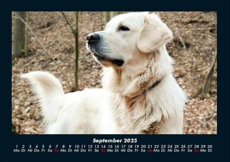 Produktbild: Hunde 2025 Fotokalender DIN A4