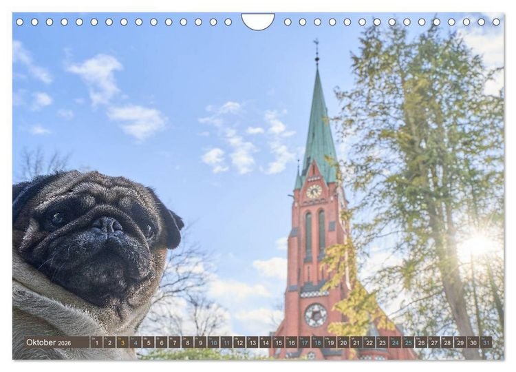 Produktbild: Reinbek mopsfidel (Wandkalender 2026 DIN A4 quer), CALVENDO Monatskalender