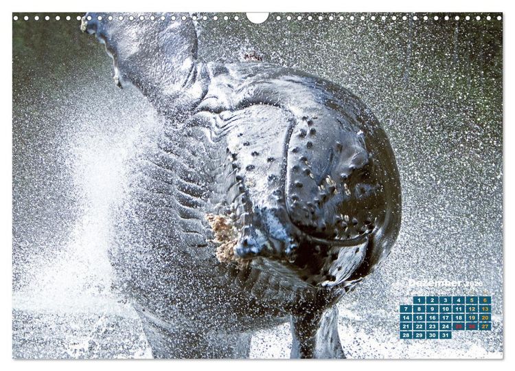 Produktbild: Buckelwale: Aus den blauen Tiefen der Ozeane (Wandkalender 2026 DIN A3 quer), CALVENDO Monatskalender
