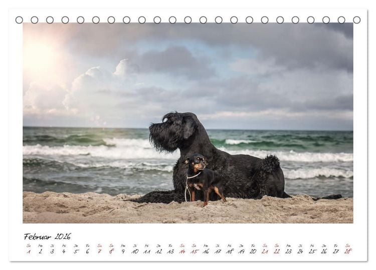 Produktbild: Mit dem Riesenschnauzer durch das Jahr (Tischkalender 2026 DIN A5 quer), CALVENDO Monatskalender