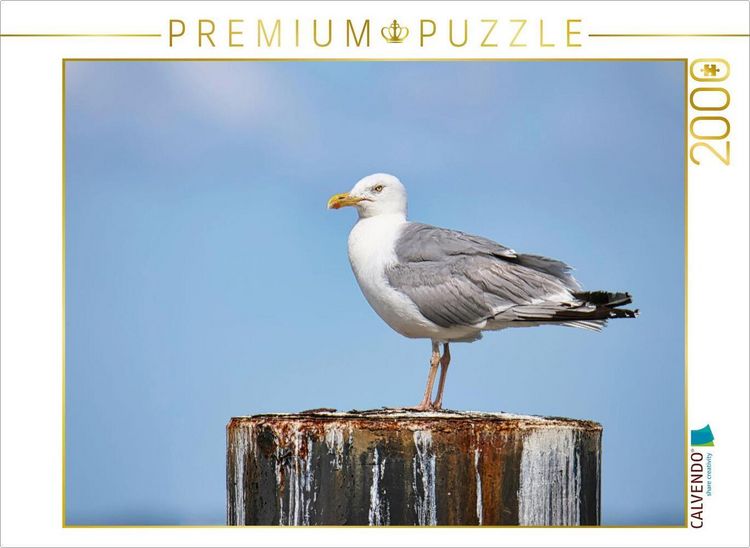Produktbild: CALVENDO Puzzle Silberm&ouml;ve | 2000 Teile Lege-Gr&ouml;&szlig;e 90x67cm Foto-Puzzle f&uuml;r gl&uuml;ckliche Stunden