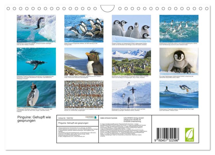 Produktbild: Pinguine: Gehupft wie gesprungen (Wandkalender 2026 DIN A4 quer), CALVENDO Monatskalender