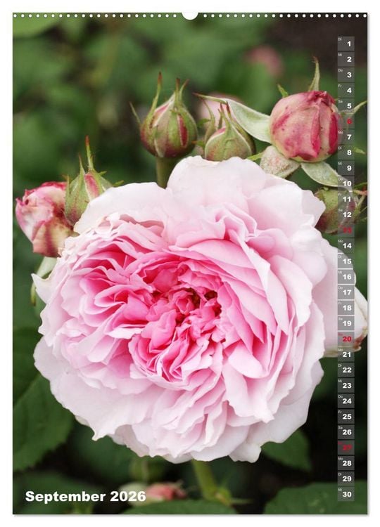 Produktbild: Sch&ouml;nste Rosen (Wandkalender 2026 DIN A2 hoch), CALVENDO Monatskalender