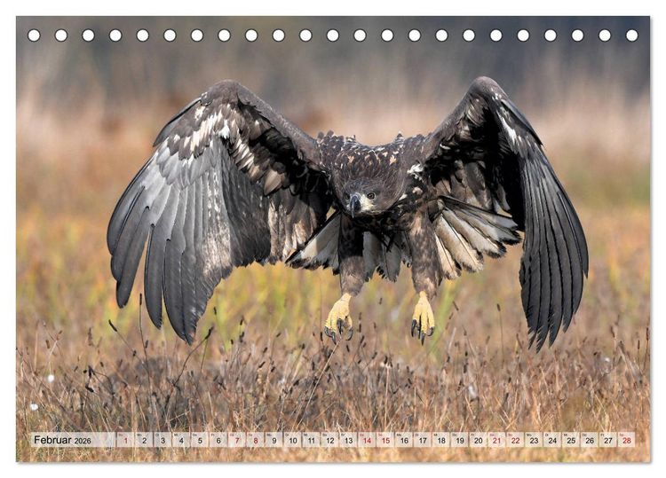 Produktbild: Majest&auml;tische Seeadler (Tischkalender 2026 DIN A5 quer), CALVENDO Monatskalender