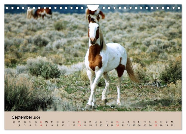 Produktbild: Wildpferde. Frei wie der Wind (Wandkalender 2026 DIN A4 quer), CALVENDO Monatskalender