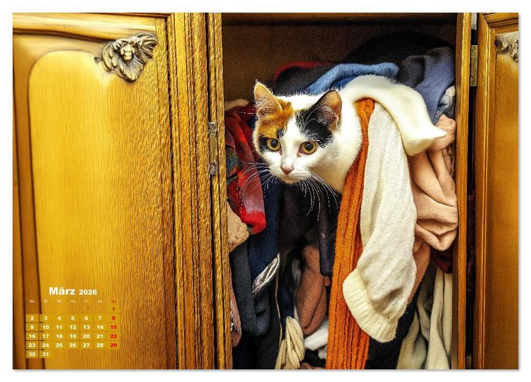 Produktbild: Momente eines Katzenbesitzers - Chaos der Samtpfoten (Wandkalender 2026 DIN A2 quer), CALVENDO Monatskalender