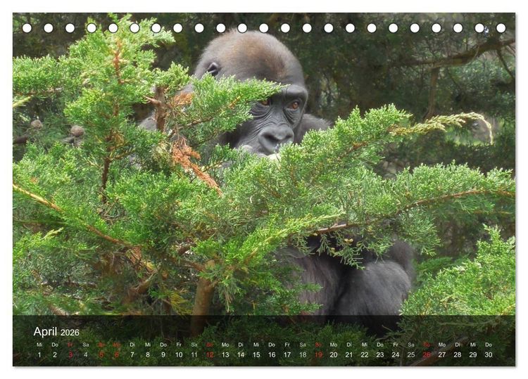 Produktbild: Gorillas. Friedliebende Kraftpakete (Tischkalender 2026 DIN A5 quer), CALVENDO Monatskalender