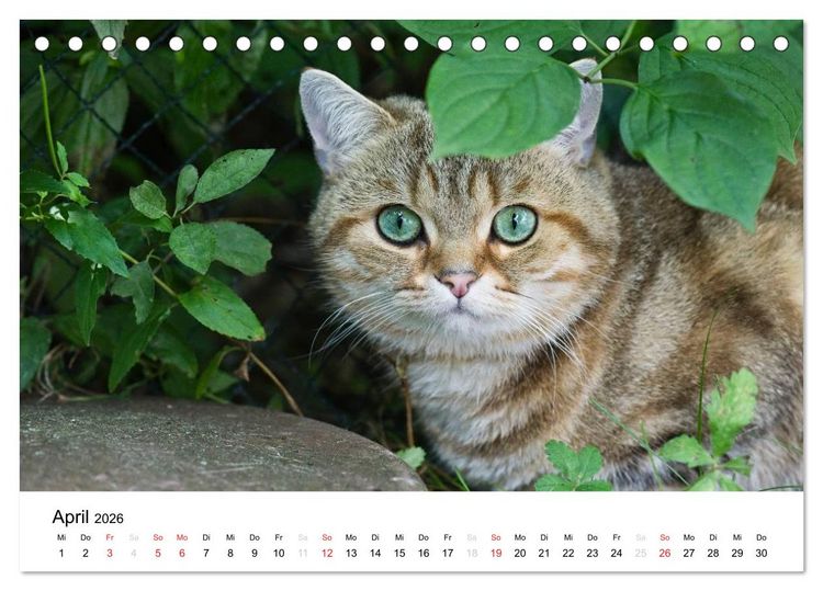 Produktbild: Briten B&auml;rchen &ndash; Britsch Kurzhaar 2026 (Tischkalender 2026 DIN A5 quer), CALVENDO Monatskalender