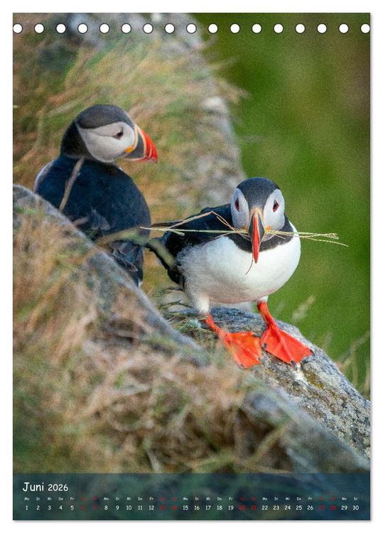 Produktbild: Naturerlebnis Puffin (Tischkalender 2026 DIN A5 hoch), CALVENDO Monatskalender