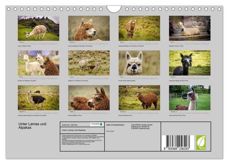 Produktbild: Unter Lamas und Alpakas (Wandkalender 2027 DIN A4 quer), CALVENDO Monatskalender