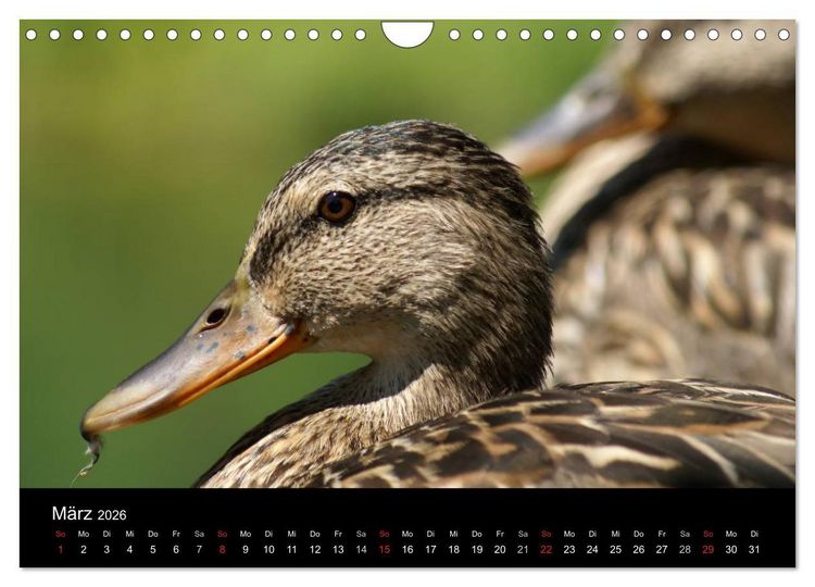 Produktbild: Das Leben der Enten (Wandkalender 2026 DIN A4 quer), CALVENDO Monatskalender
