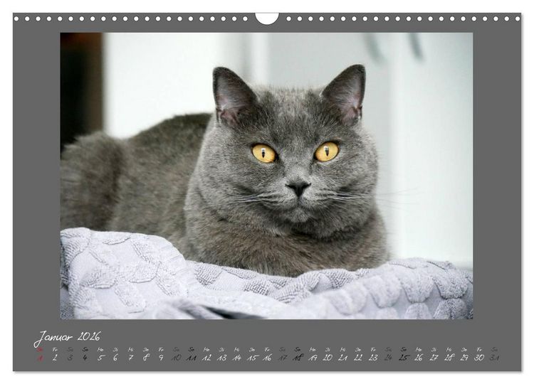 Produktbild: GRAUE ENGEL Britischkurzhaar-Katzen (Wandkalender 2026 DIN A3 quer), CALVENDO Monatskalender