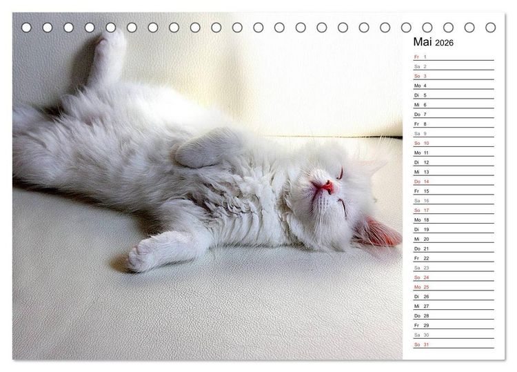 Produktbild: Aus der Kinderstube der Perserkatze (Tischkalender 2026 DIN A5 quer), CALVENDO Monatskalender