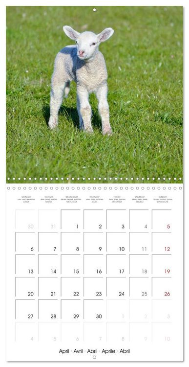 Produktbild: The wonderful world of sheep (Wall Calendar 2026 12 &times; 12 Inch) CALVENDO 12 Month Wall Calendar