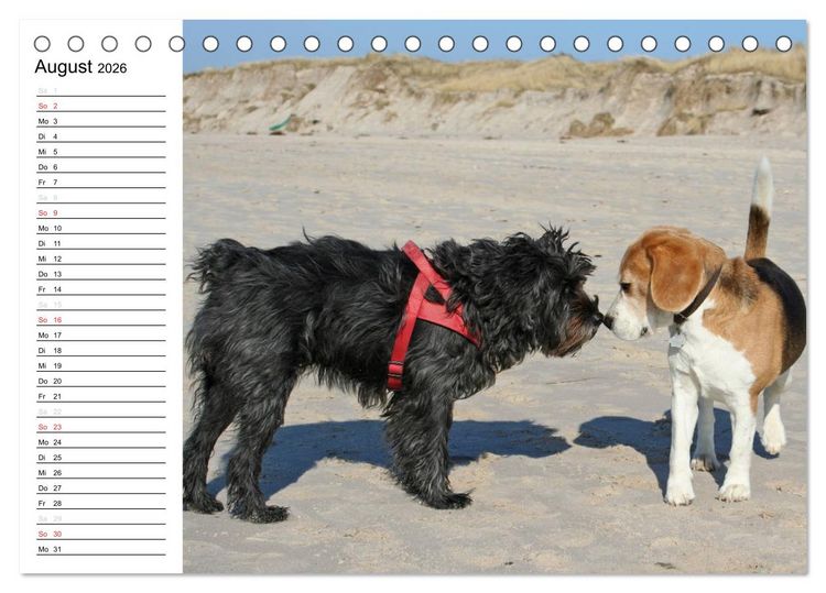 Produktbild: DER BEAGLEige TERMINPLANER (Tischkalender 2026 DIN A5 quer), CALVENDO Monatskalender