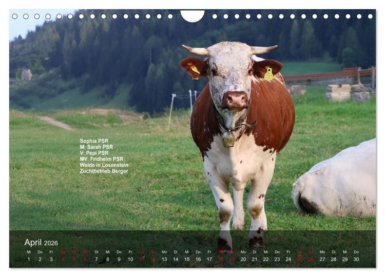 Produktbild: Pustertaler Sprinzen und Schecken 2026 (Wandkalender 2026 DIN A4 quer), CALVENDO Monatskalender