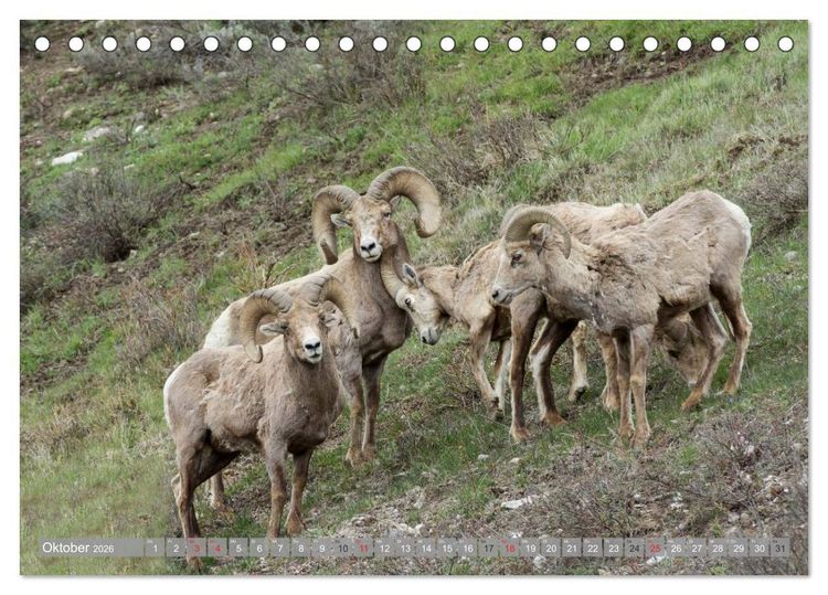 Produktbild: B&auml;r, Wolf und Co - Tiere Nordamerikas (Tischkalender 2026 DIN A5 quer), CALVENDO Monatskalender