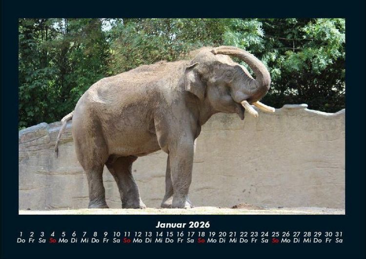 Produktbild: Elefanten - Die sanften Riesen Afrikas 2026 Fotokalender DIN A4