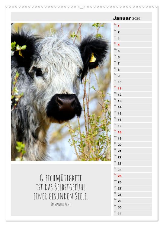 Produktbild: Coole Rindviecher (hochwertiger Premium Wandkalender 2026 DIN A2 hoch), Kunstdruck in Hochglanz