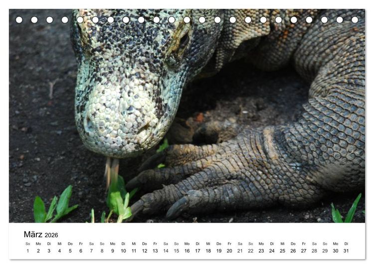 Produktbild: Faszination - Echsen (Tischkalender 2026 DIN A5 quer), CALVENDO Monatskalender