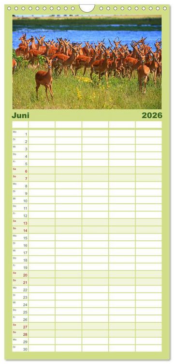 Produktbild: Familienplaner 2026 - Botswana- Pirschfahrt mit Garantie auf Wildlife mit 5 Spalten (Wandkalender, 21 x 45 cm) CALVENDO