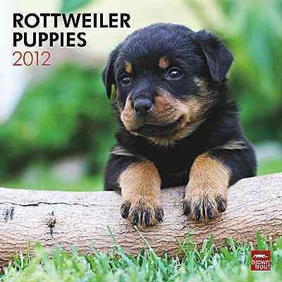 Produktbild: Rottweiler Puppies 2012