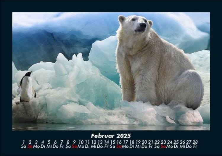 Produktbild: Pinguine & Eisb&auml;ren 2025 Fotokalender DIN A5