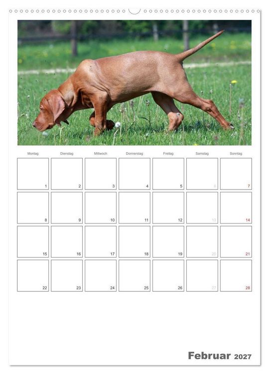 Produktbild: Magyar Vizsla (Wandkalender 2027 DIN A2 hoch), CALVENDO Monatskalender