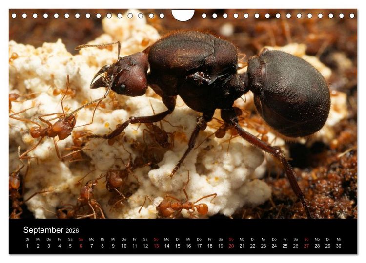 Produktbild: Atta sexdens - Blattschneiderameise (Wandkalender 2026 DIN A4 quer), CALVENDO Monatskalender