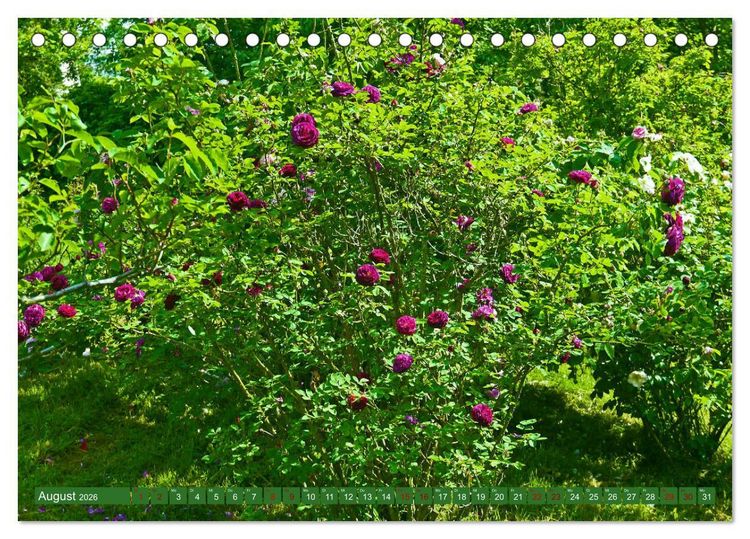 Produktbild: Rosengarten auf dem Beutig (Tischkalender 2026 DIN A5 quer), CALVENDO Monatskalender