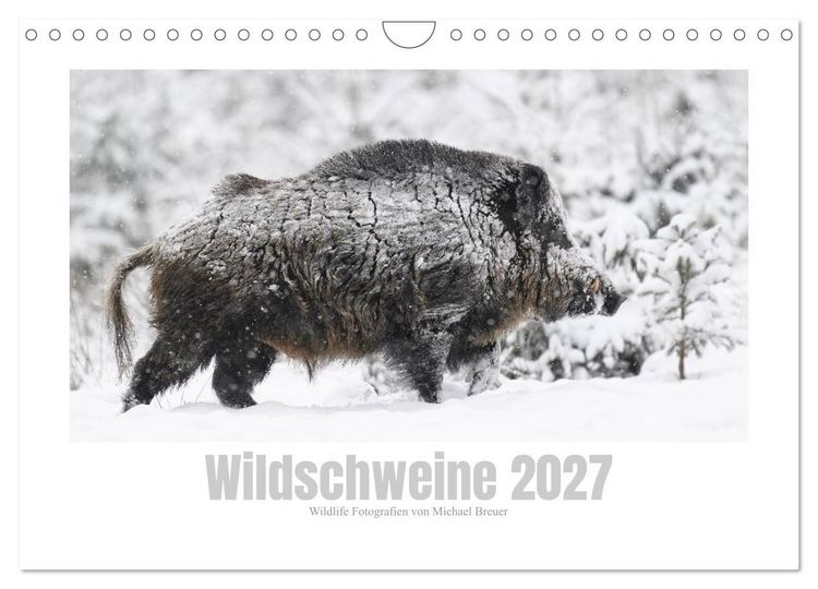 Produktbild: Wildschweine &ndash; Wildlife Fotografien (Wandkalender 2027 DIN A4 quer), CALVENDO Monatskalender