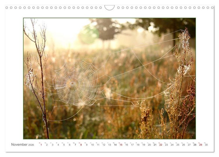 Produktbild: Sanfte Natur (Wandkalender 2026 DIN A3 quer), CALVENDO Monatskalender